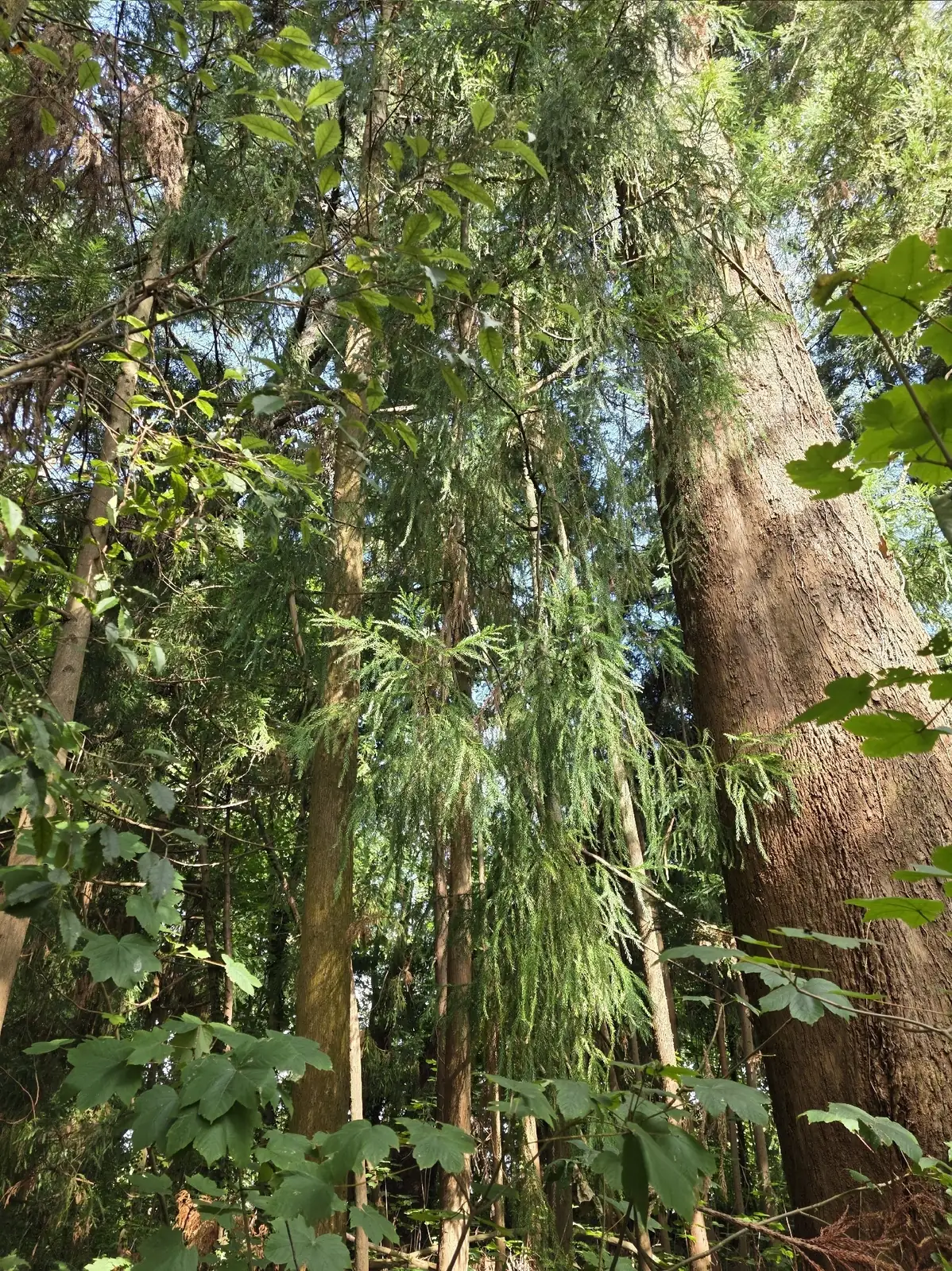 柳杉 (Cryptomeria fortunei) — 环境展示