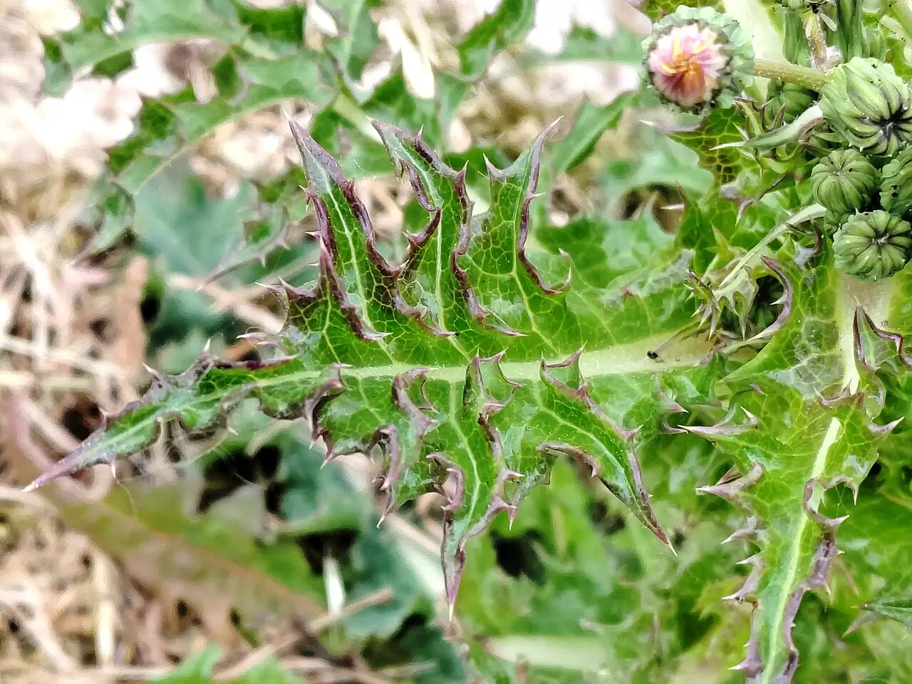 花叶苦苣菜 (Sonchus asper) — 细节