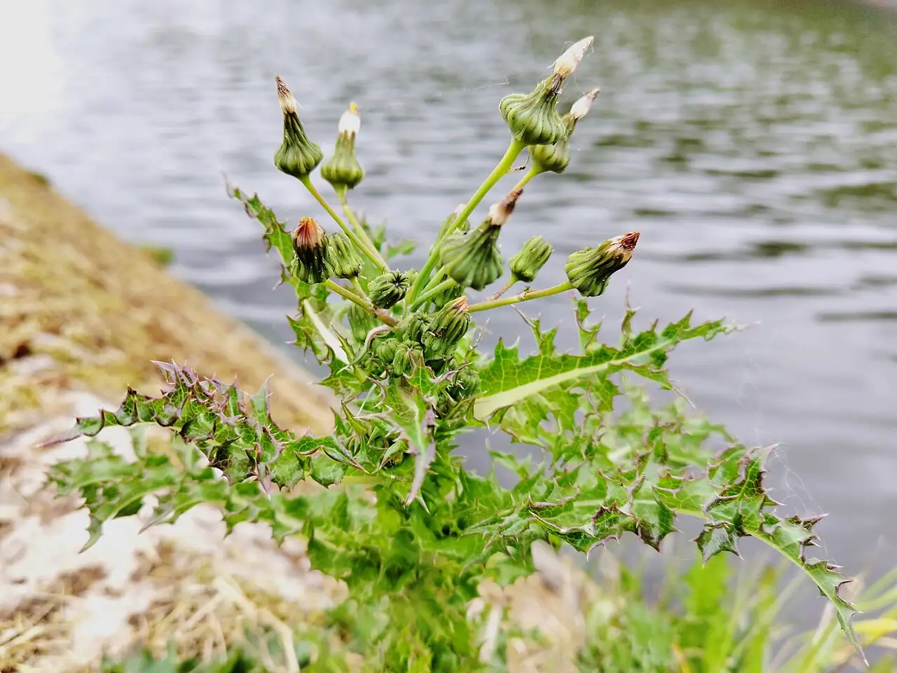 花叶苦苣菜 (Sonchus asper) — 更多视角