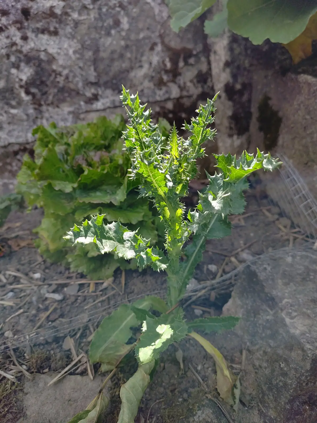 花叶苦苣菜 (Sonchus asper) — 特写