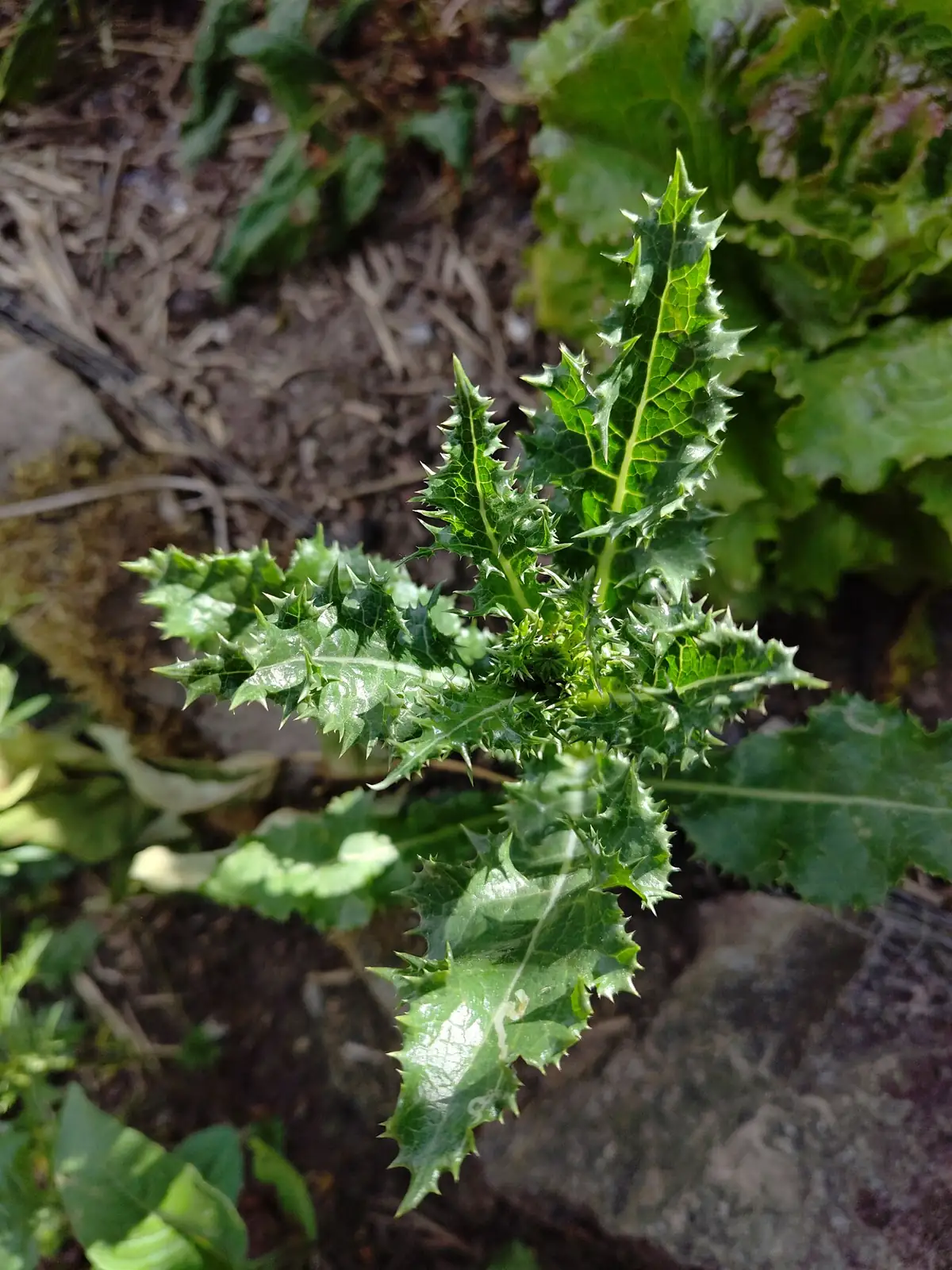 花叶苦苣菜 (Sonchus asper) — 主图