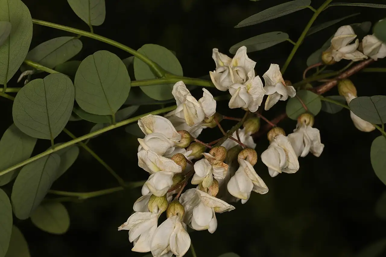 刺槐 (Robinia pseudoacacia) — 环境展示