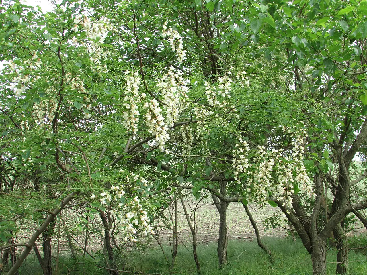 刺槐 (Robinia pseudoacacia) — 更多视角