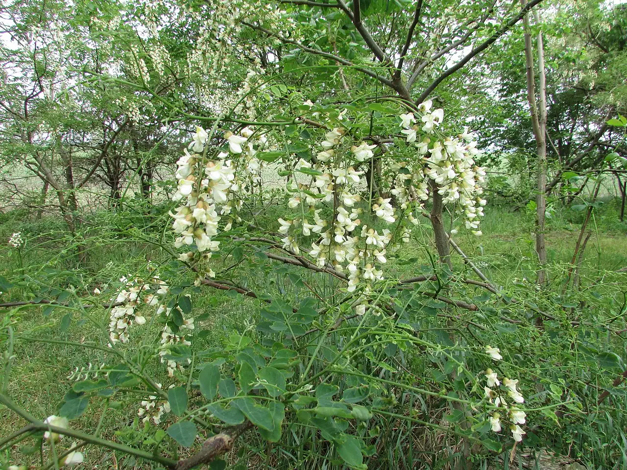 刺槐 (Robinia pseudoacacia) — 更多视角