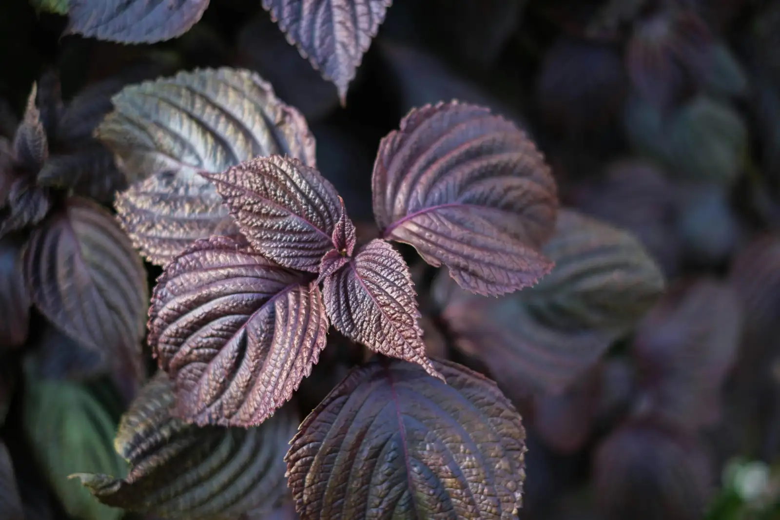 紫苏 (Perilla frutescens) — 主图