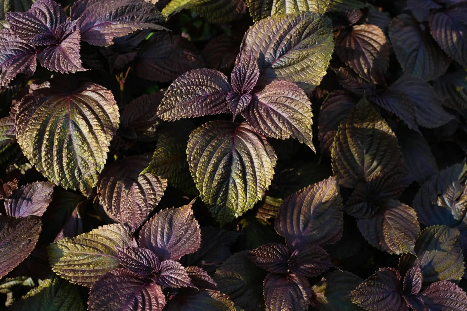紫苏 (Perilla frutescens) — 更多视角
