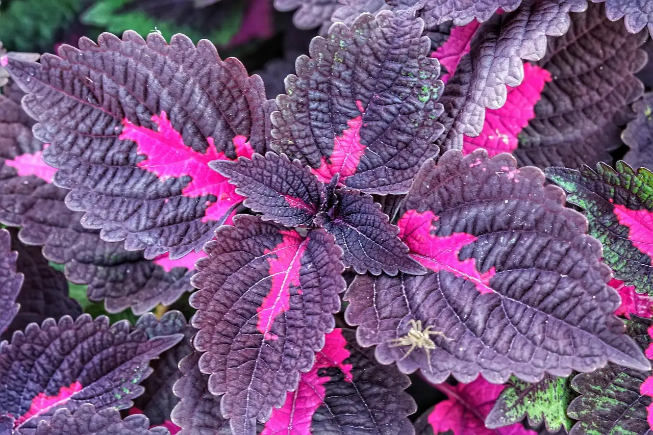 紫苏 (Perilla frutescens) — 更多视角