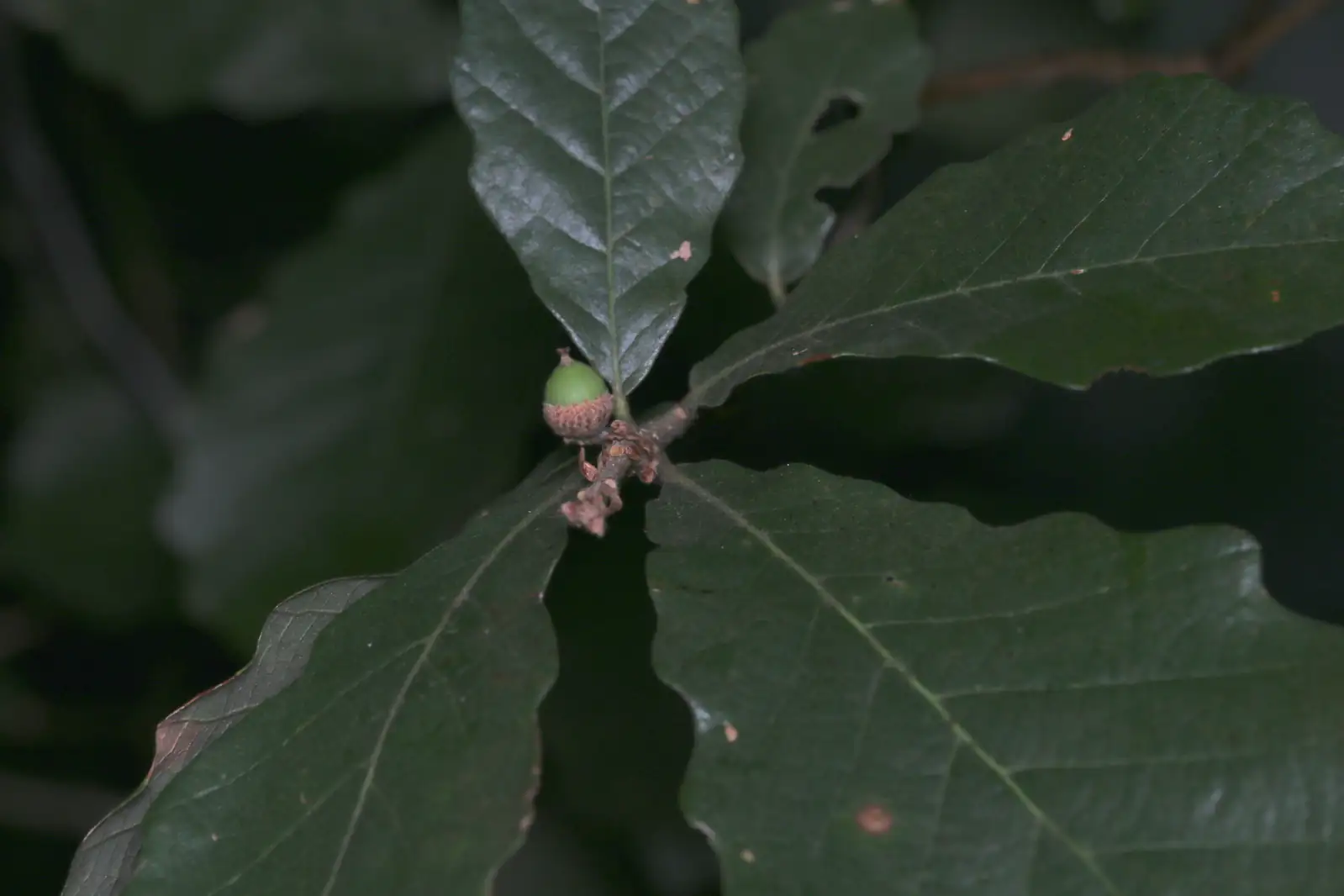 白栎 (Quercus fabri) — 特写