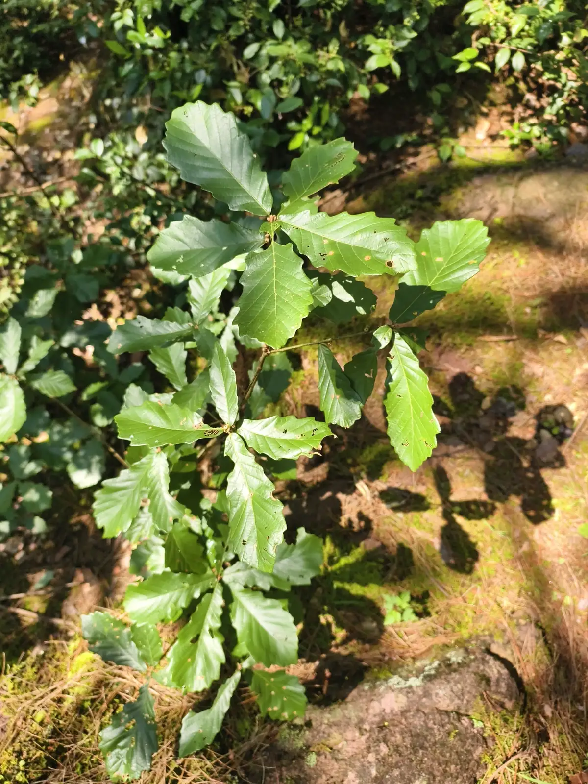 白栎 (Quercus fabri) — 环境展示