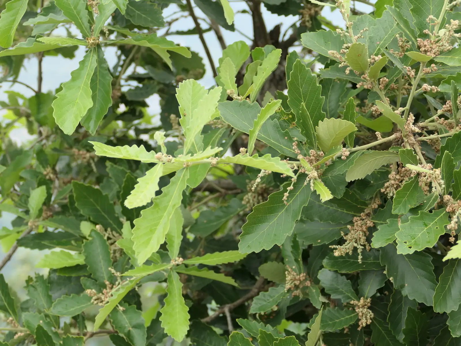 白栎 (Quercus fabri) — 更多视角