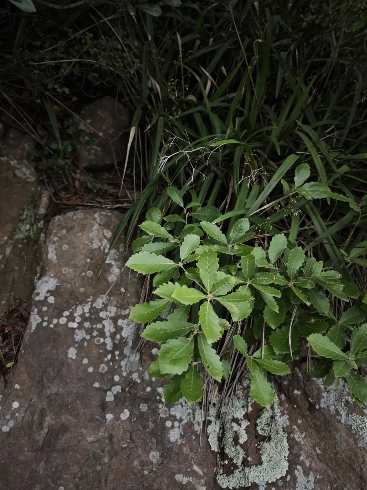白栎 (Quercus fabri) — 更多视角