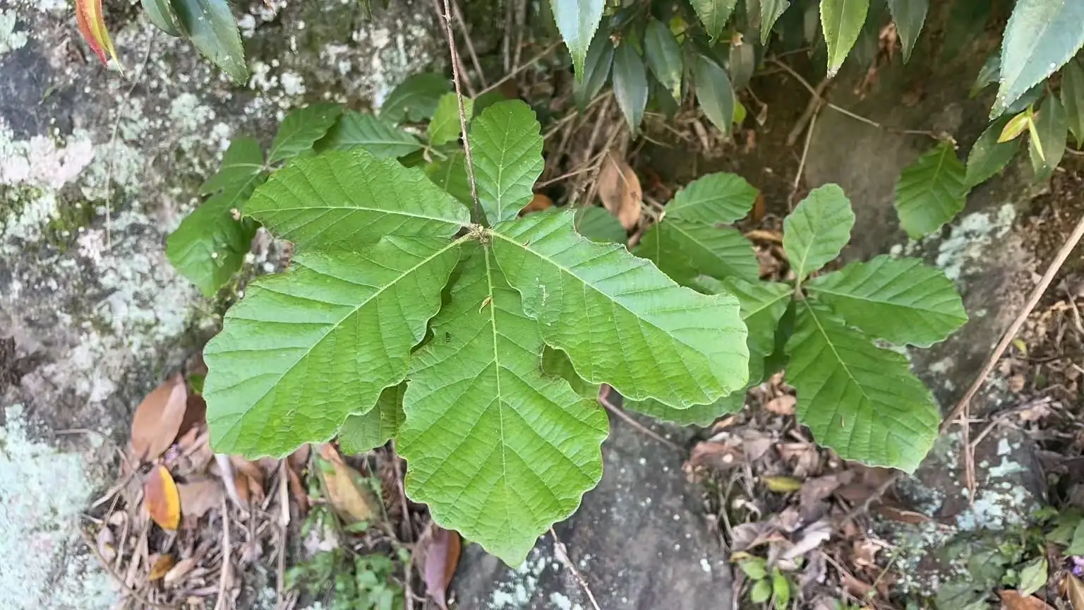 白栎 (Quercus fabri) — 更多视角