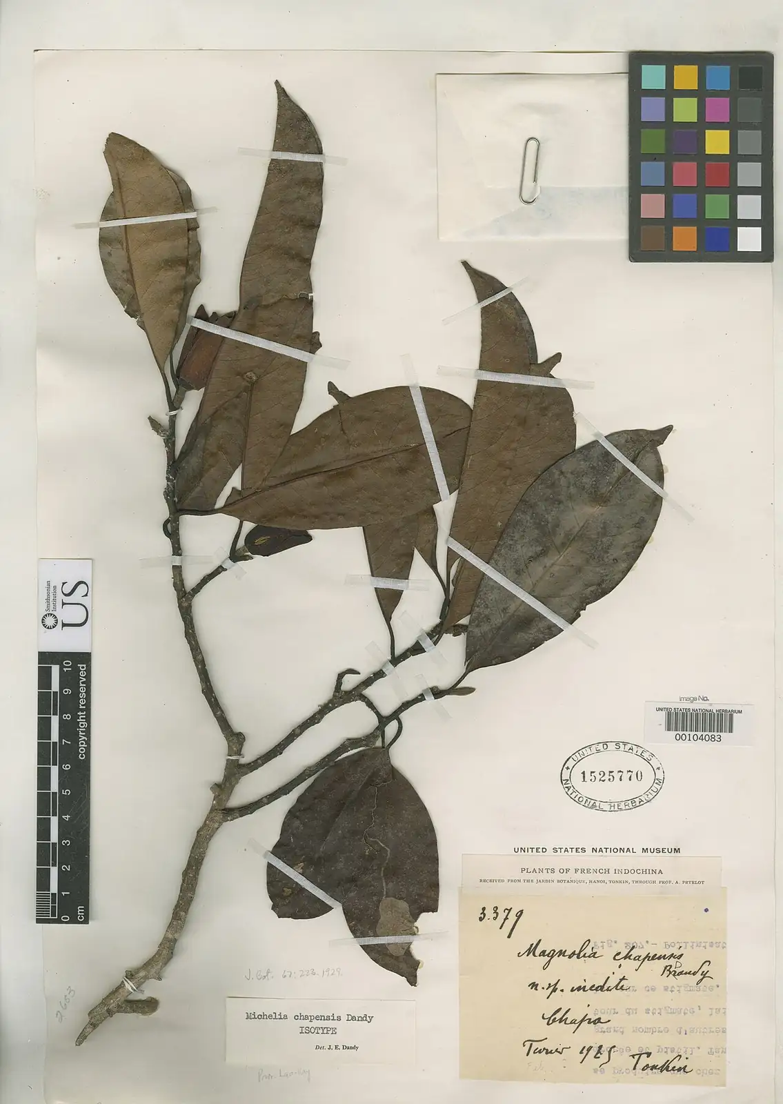 乐昌含笑 (Michelia chapensis) — 更多视角