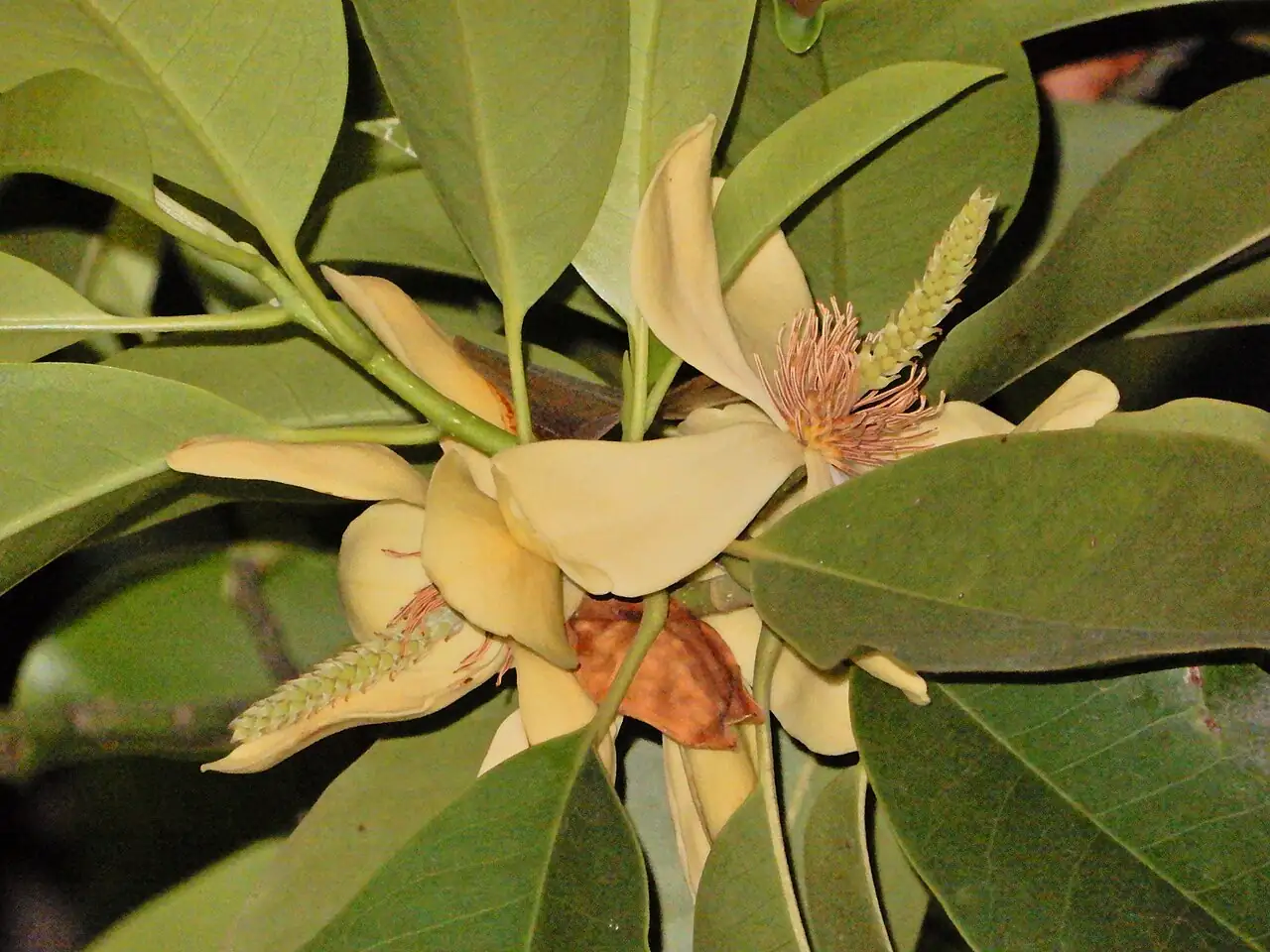 乐昌含笑 (Michelia chapensis) — 特写