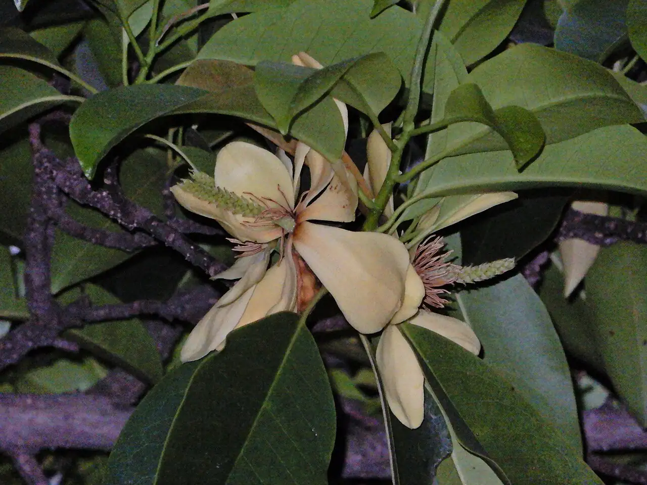 乐昌含笑 (Michelia chapensis) — 环境展示