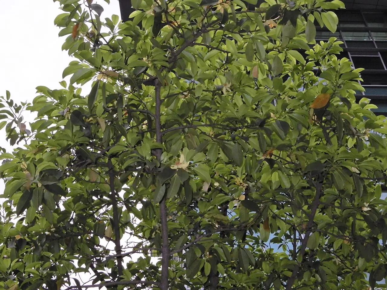 乐昌含笑 (Michelia chapensis) — 更多视角