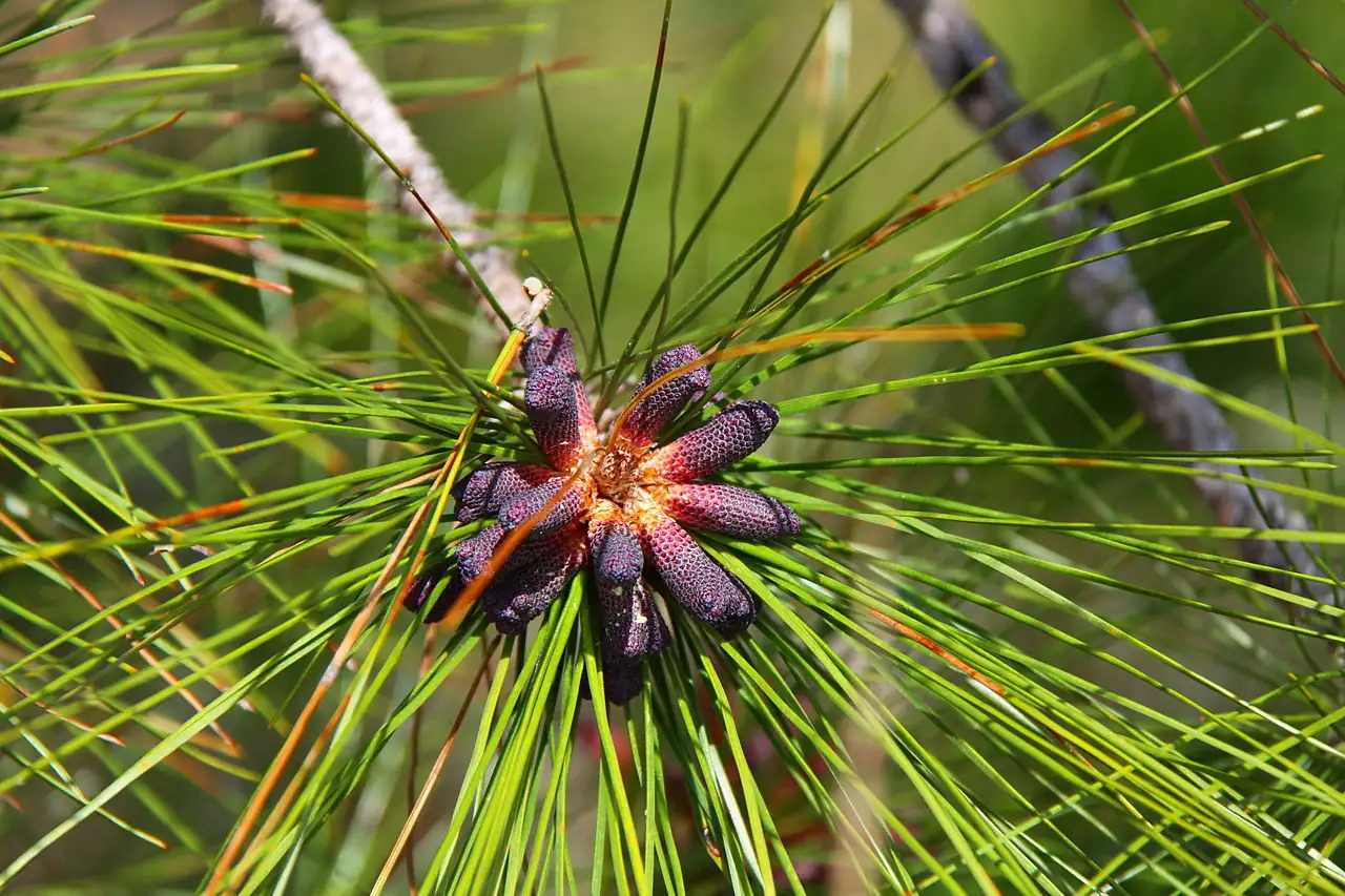 湿地松 (Pinus elliottii) — 特写