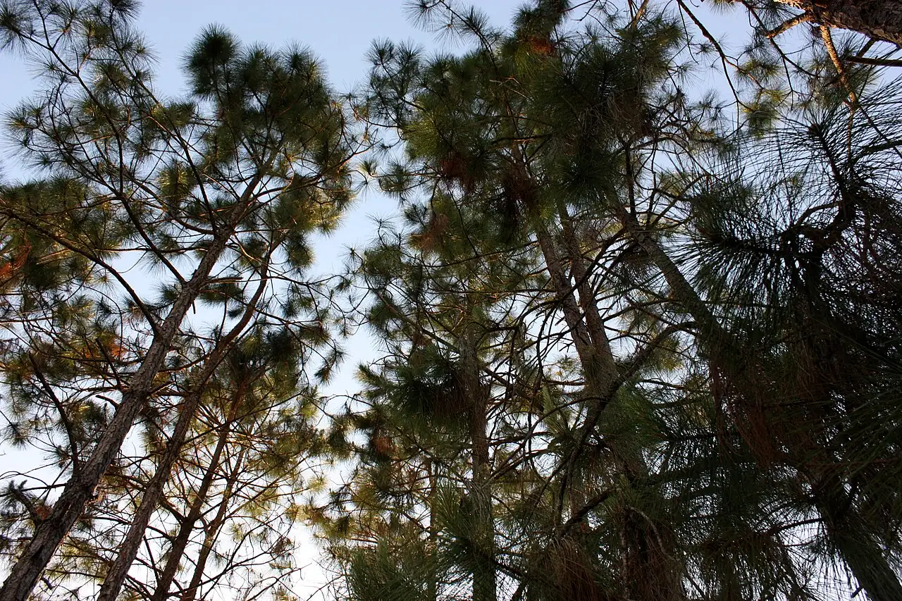 湿地松 (Pinus elliottii) — 环境展示