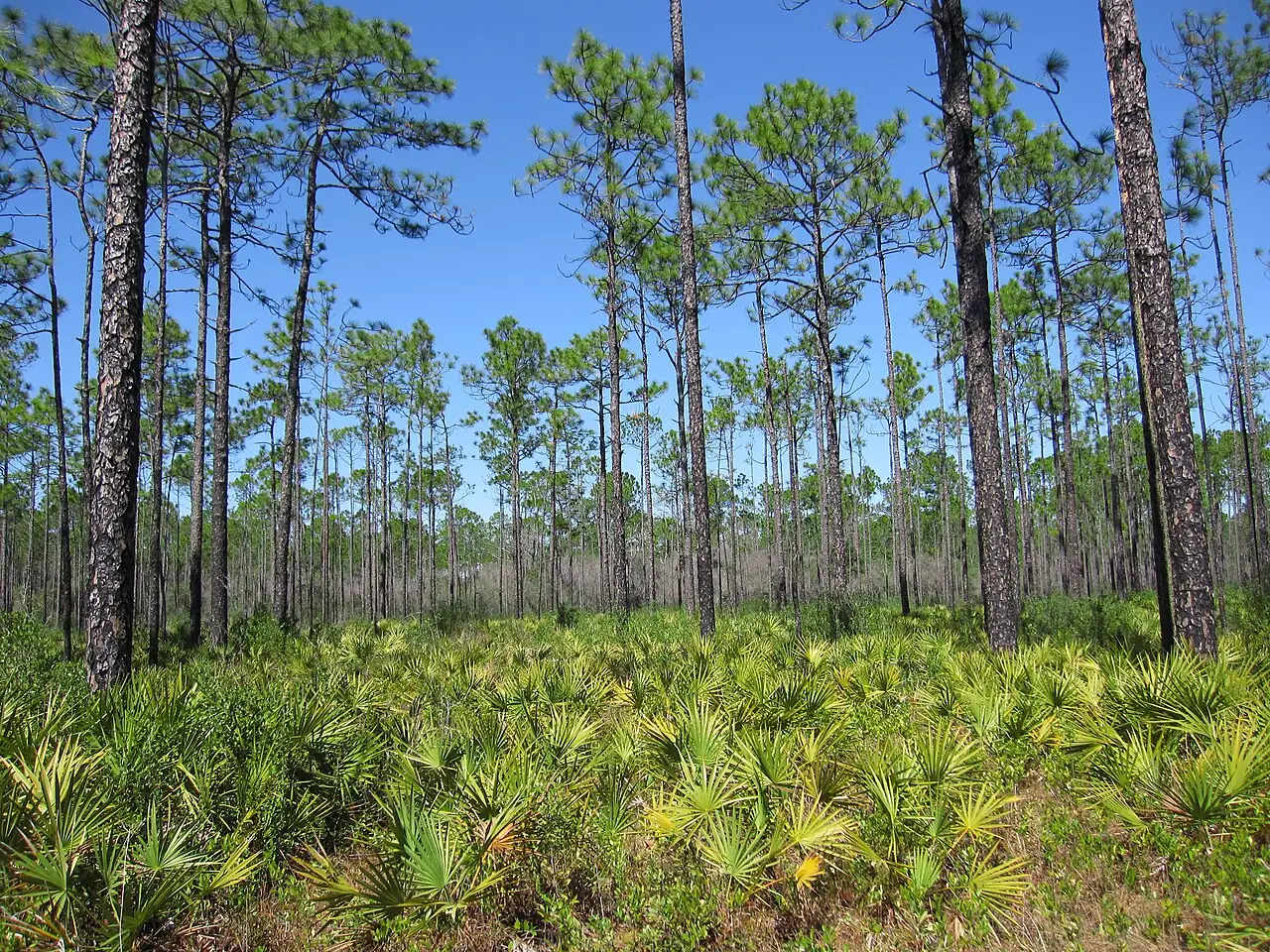 湿地松 (Pinus elliottii) — 更多视角