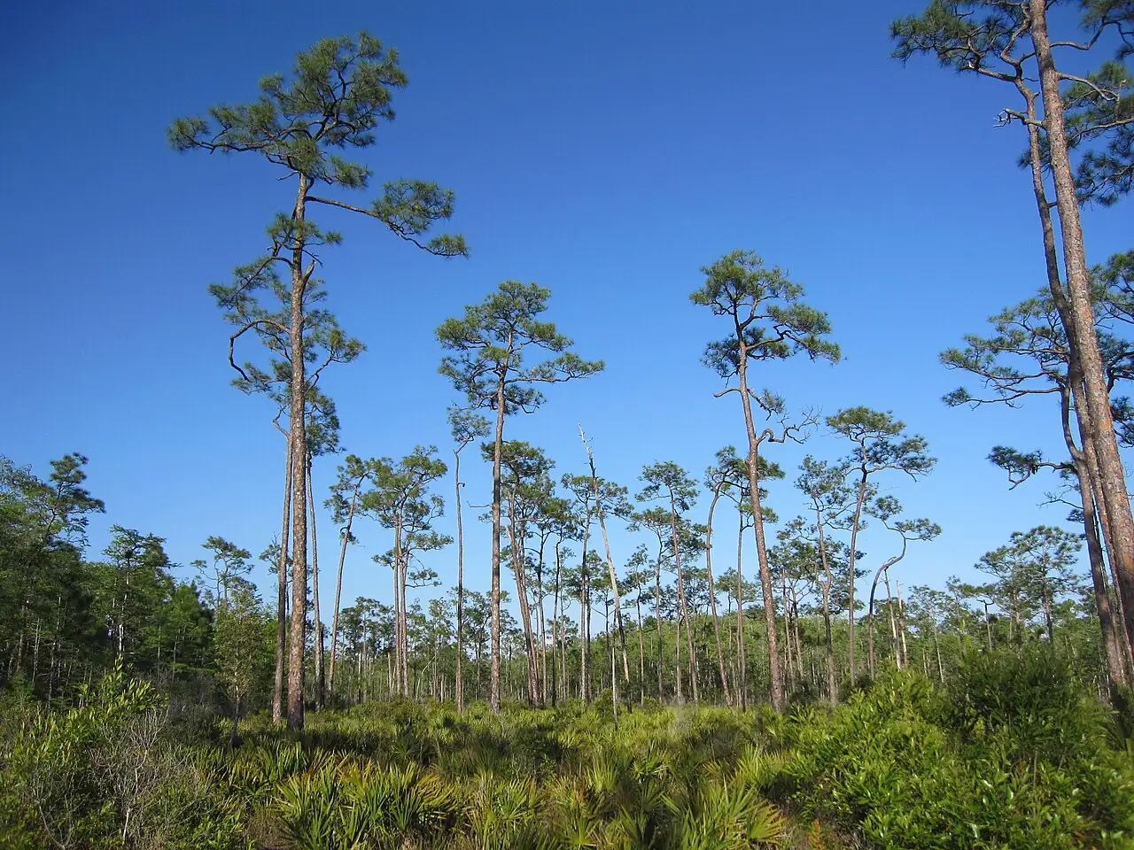 湿地松 (Pinus elliottii) — 更多视角