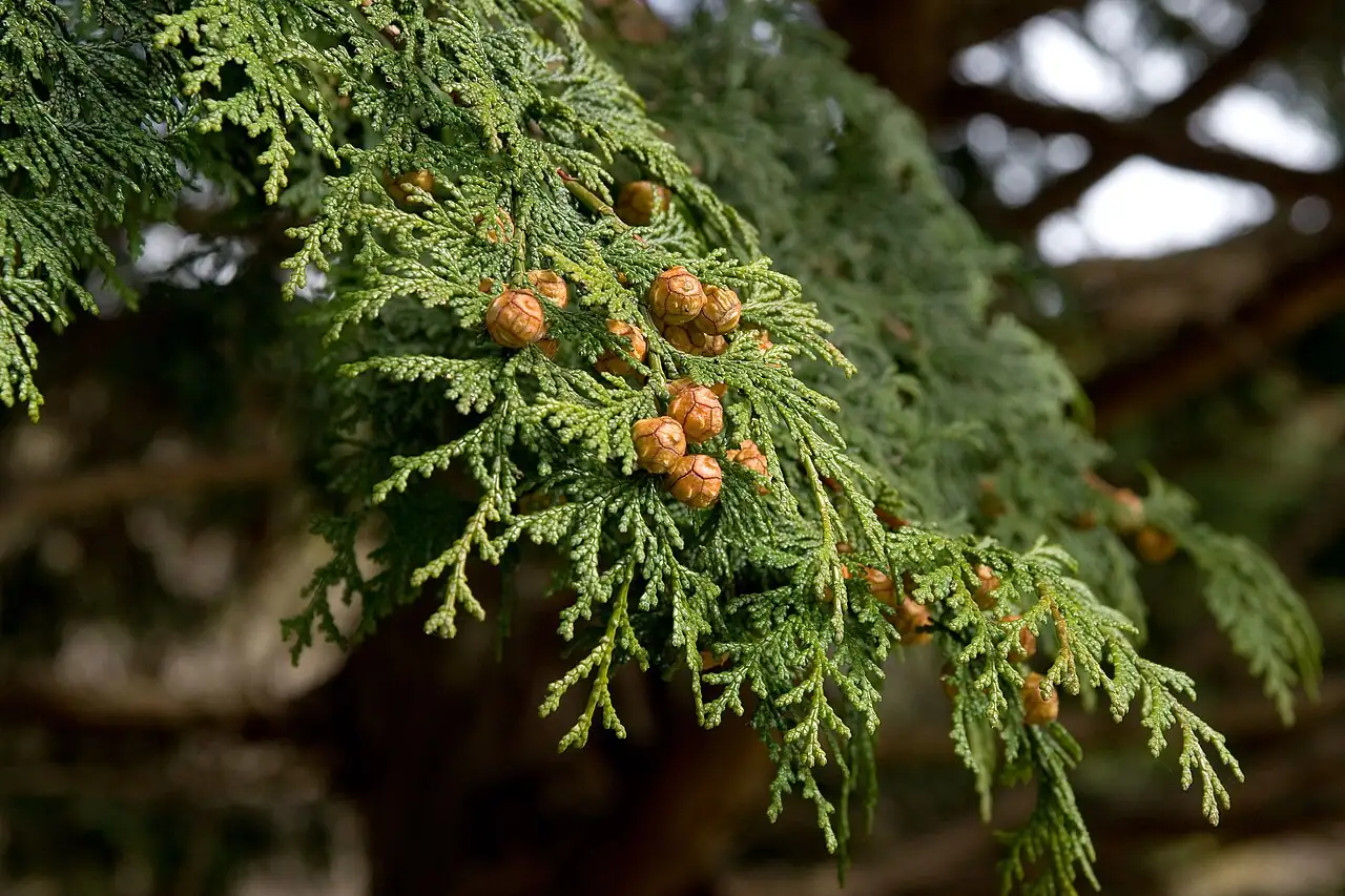 日本扁柏 (Chamaecyparis obtusa) — 更多视角