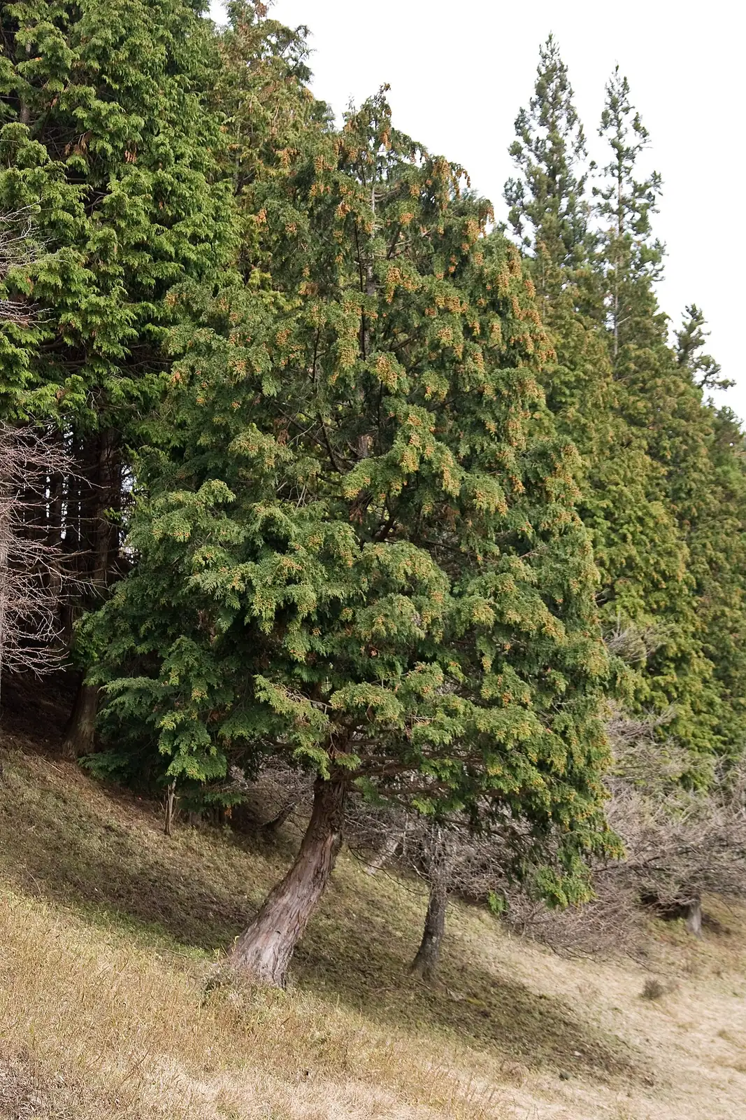 日本扁柏 (Chamaecyparis obtusa) — 更多视角