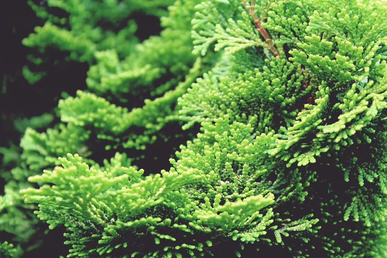 日本扁柏 (Chamaecyparis obtusa) — 环境展示