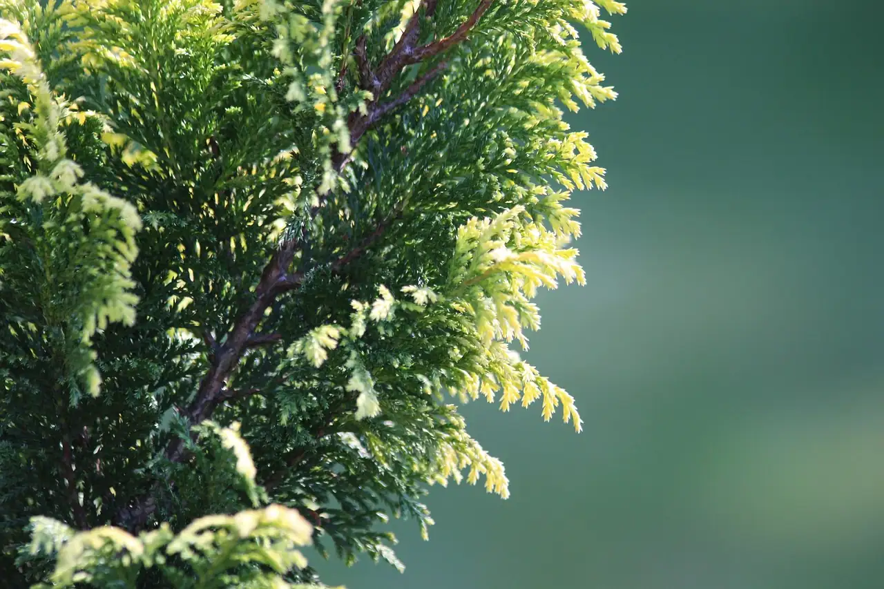 日本扁柏 (Chamaecyparis obtusa) — 更多视角