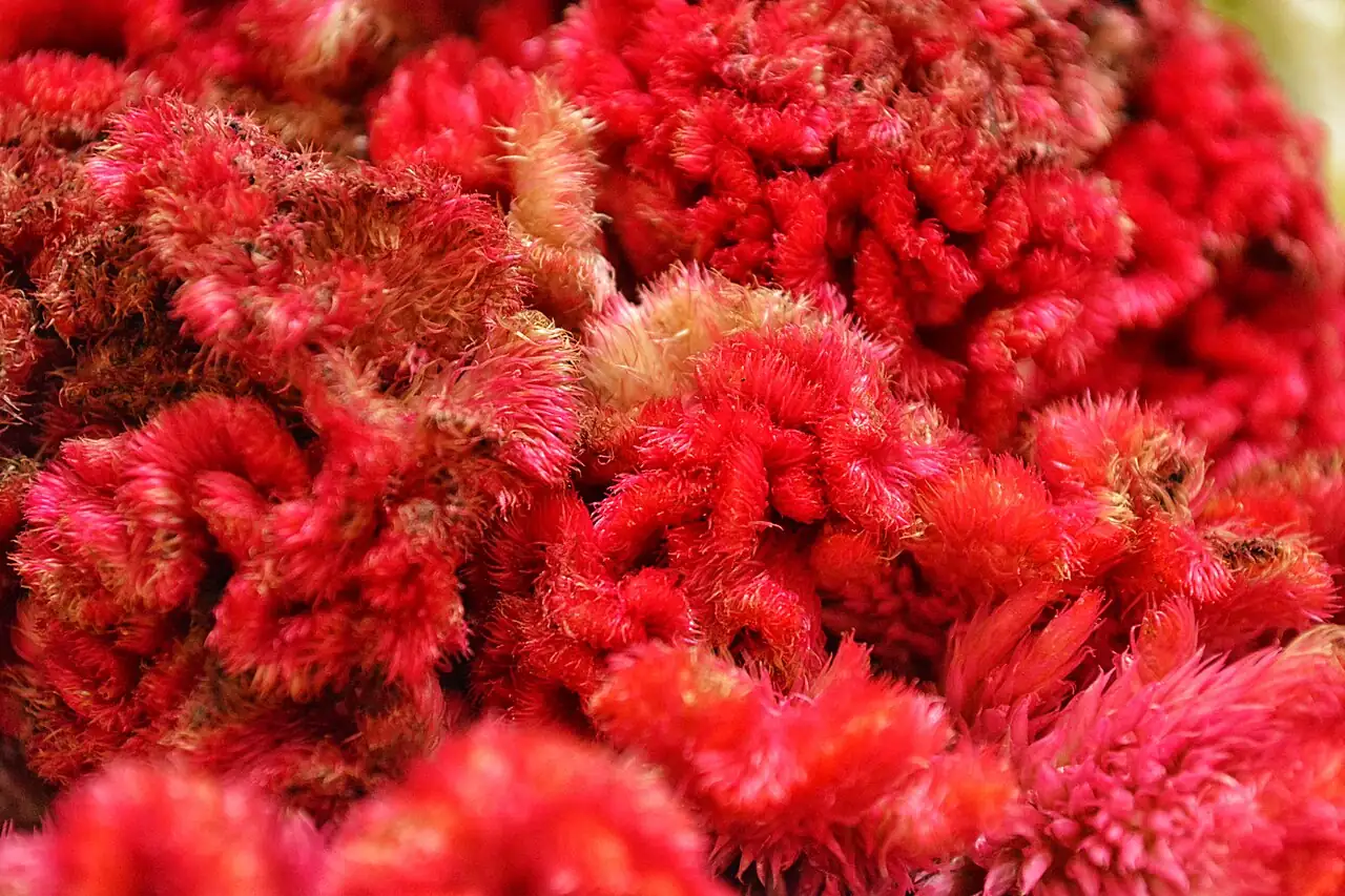 鸡冠花 (Celosia cristata) — 主图