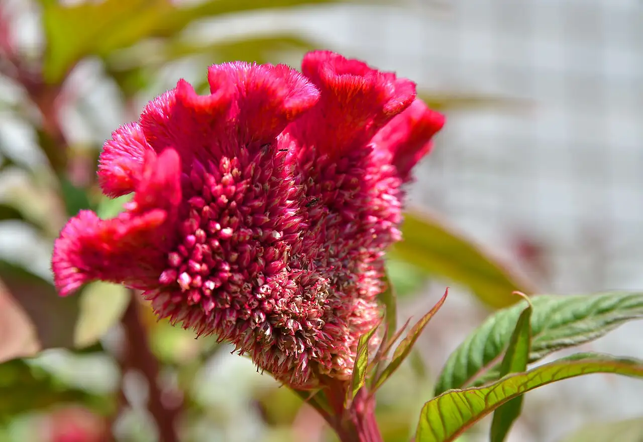 鸡冠花 (Celosia cristata) — 细节