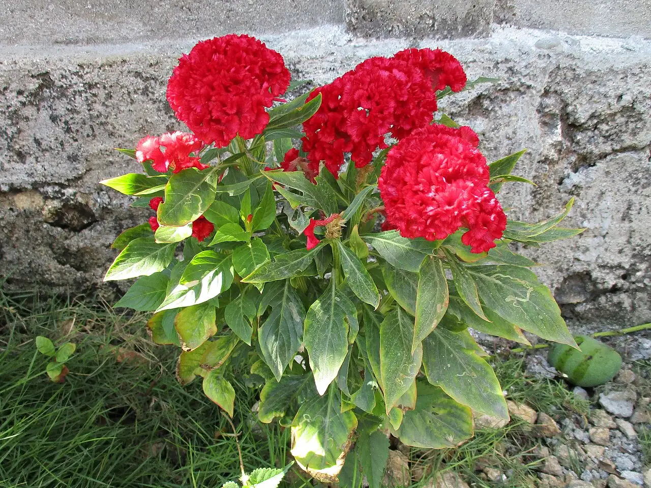 鸡冠花 (Celosia cristata) — 特写
