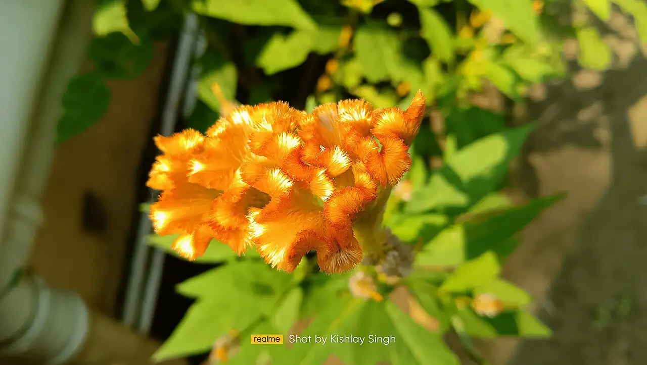 鸡冠花 (Celosia cristata) — 环境展示