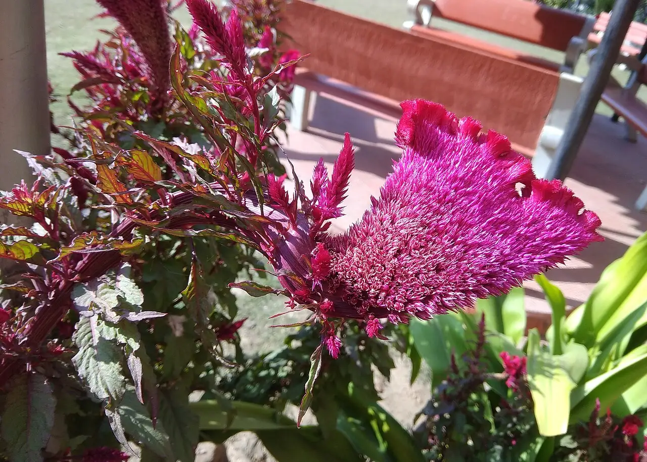 鸡冠花 (Celosia cristata) — 更多视角