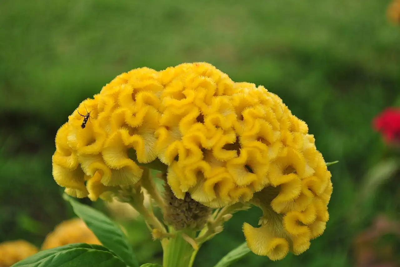 鸡冠花 (Celosia cristata) — 更多视角