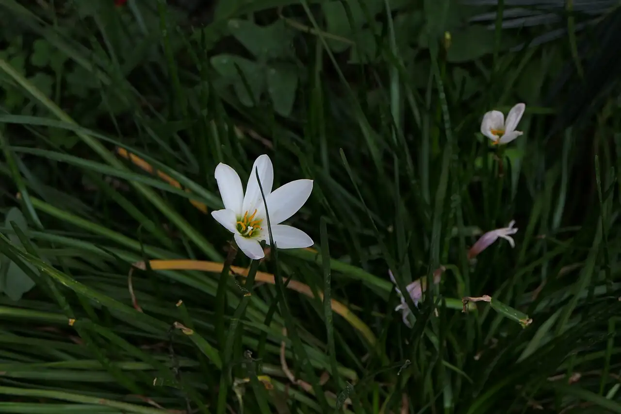 葱莲 (Zephyranthes candida) — 更多视角