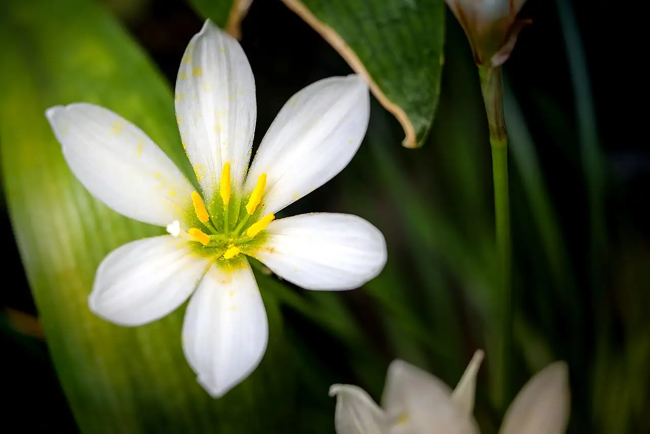 葱莲 (Zephyranthes candida) — 特写