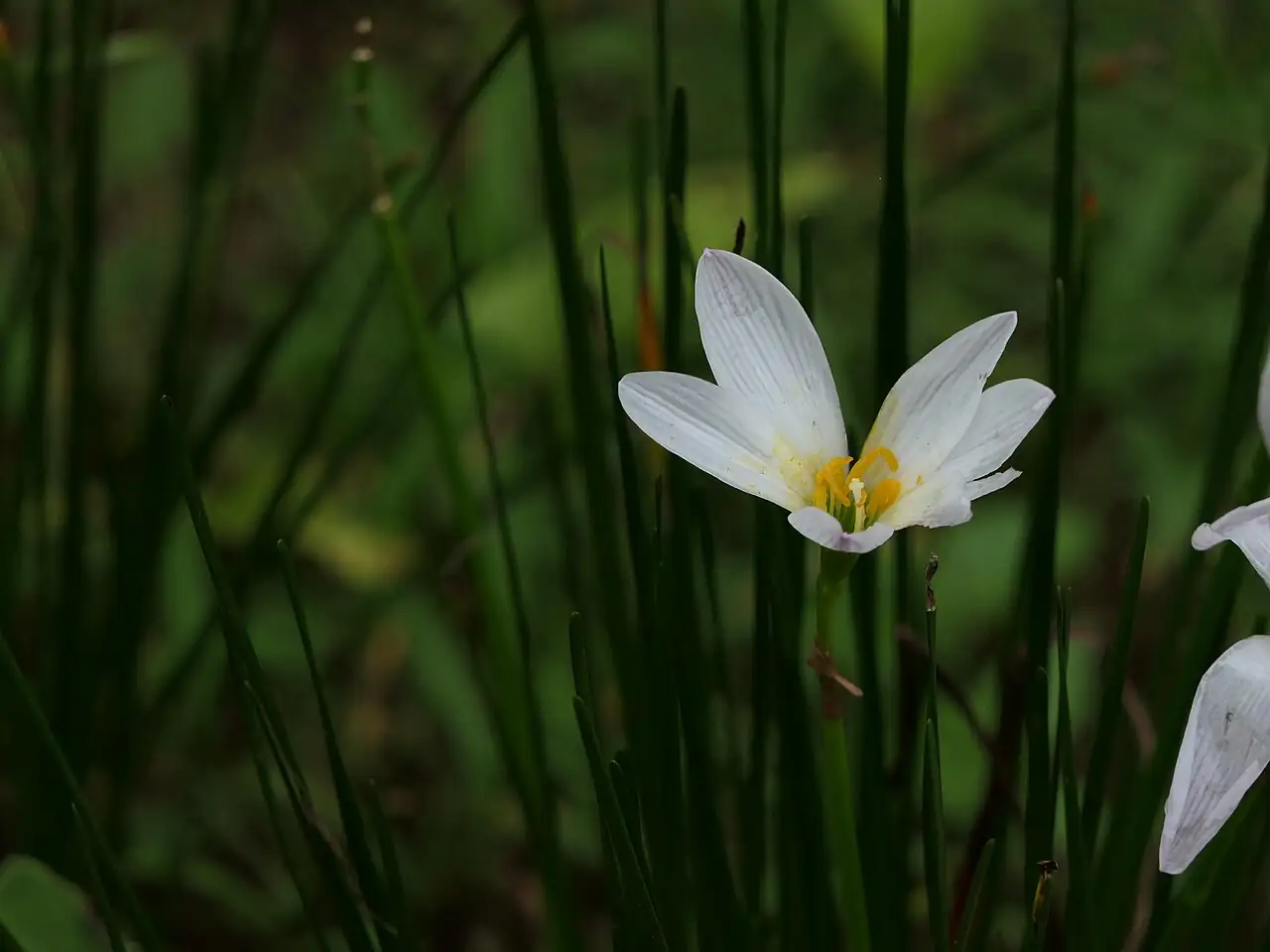 葱莲 (Zephyranthes candida) — 更多视角