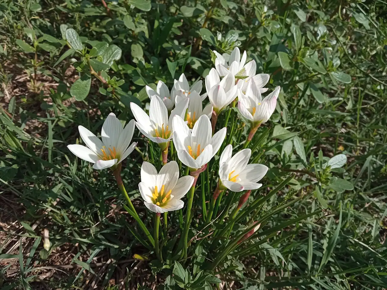 葱莲 (Zephyranthes candida) — 环境展示