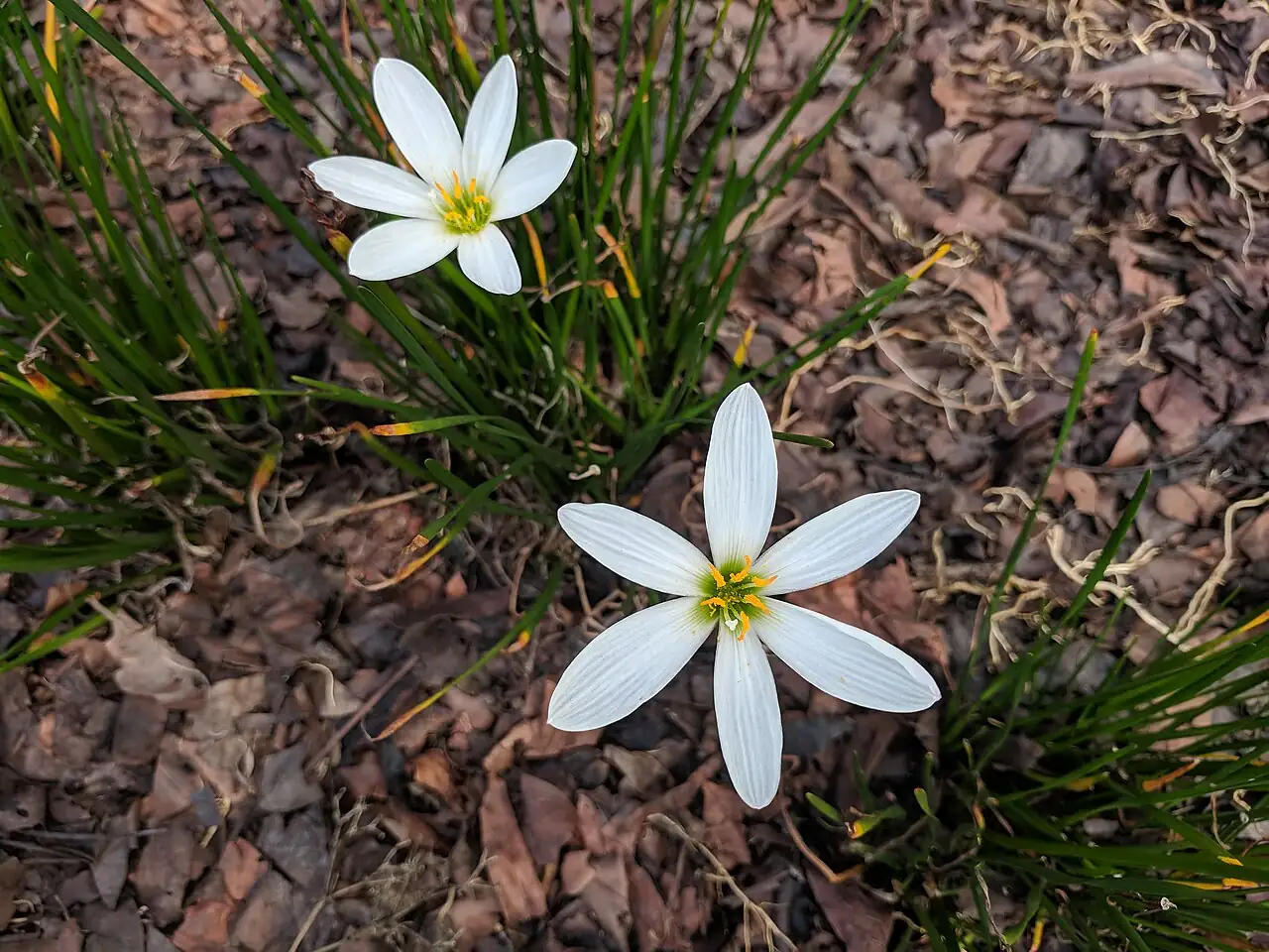 葱莲 (Zephyranthes candida) — 更多视角