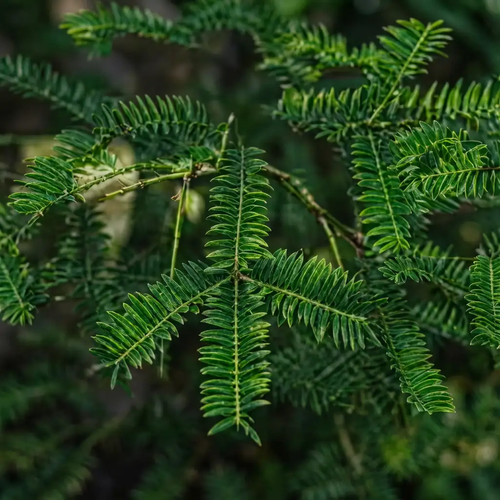 栎树 (Torreya grandis) — 主图