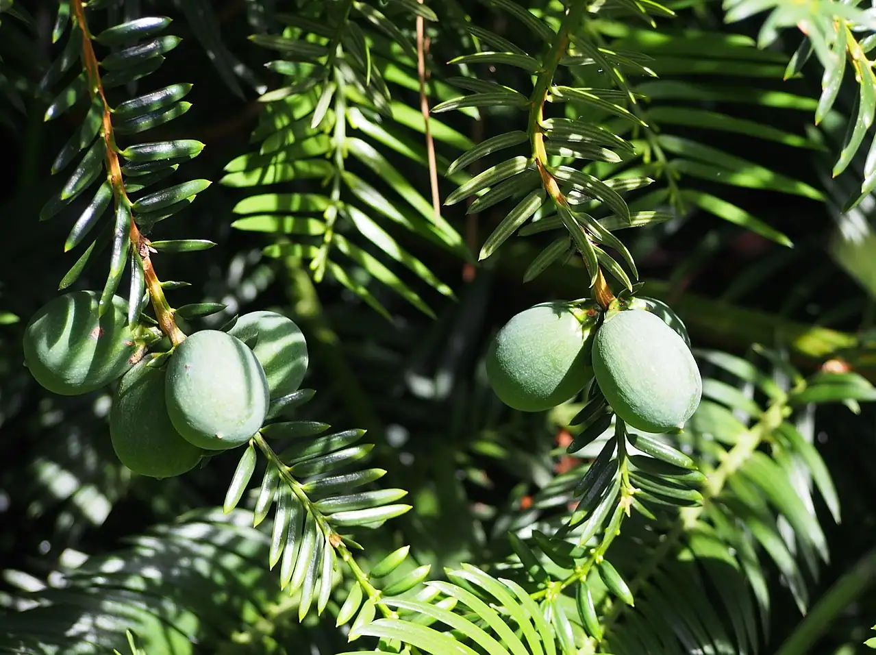 栎树 (Torreya grandis) — 细节