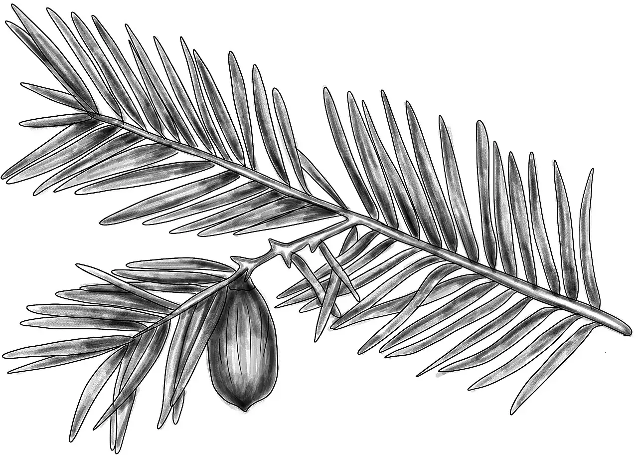 栎树 (Torreya grandis) — 更多视角
