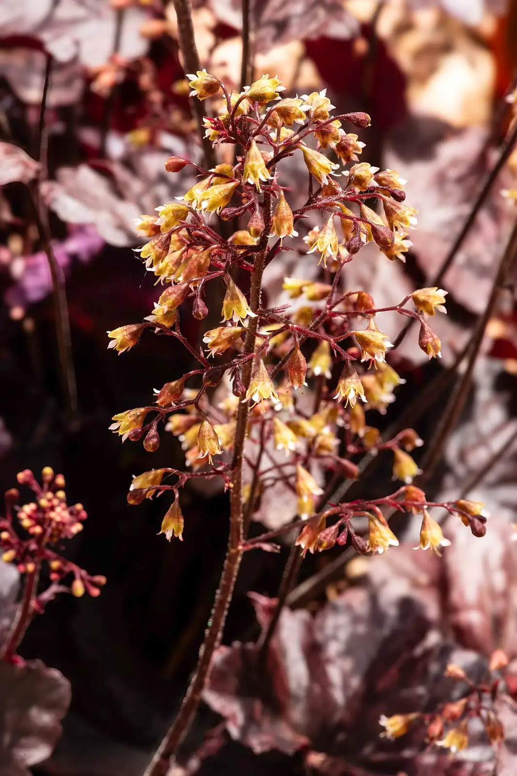 砧根 (Heuchera micrantha) — 更多视角