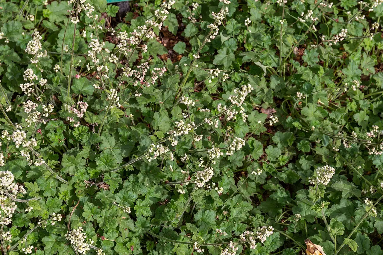 砧根 (Heuchera micrantha) — 细节