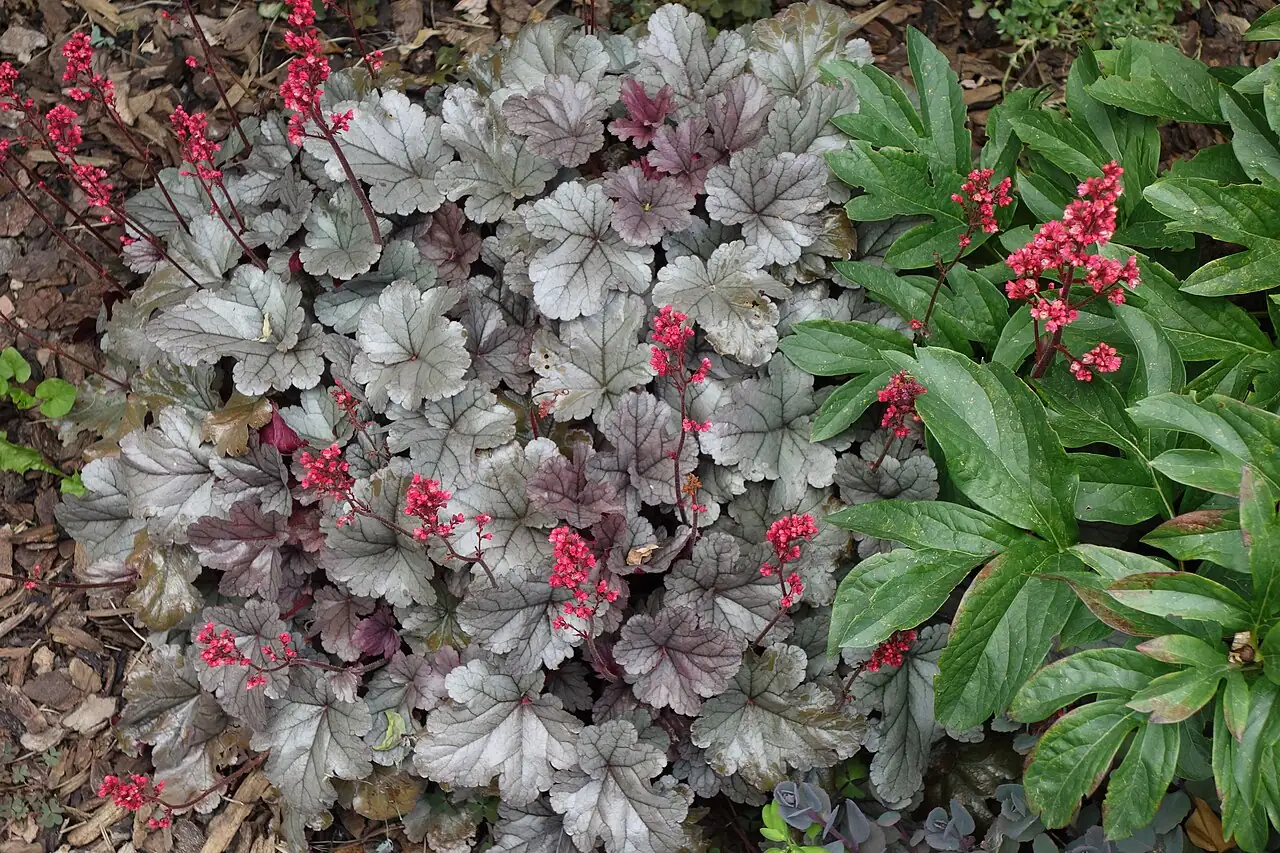 砧根 (Heuchera micrantha) — 更多视角
