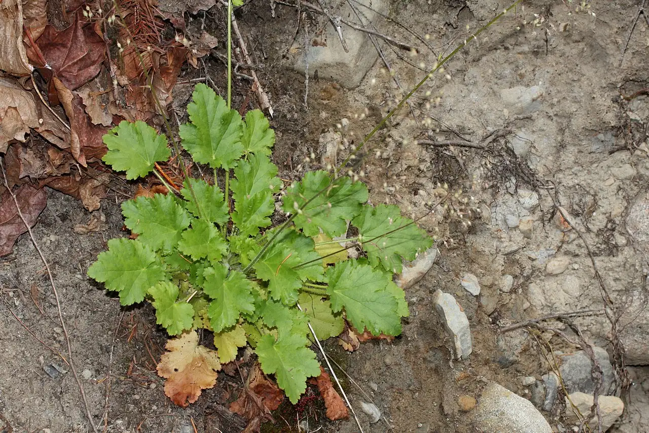 砧根 (Heuchera micrantha) — 主图