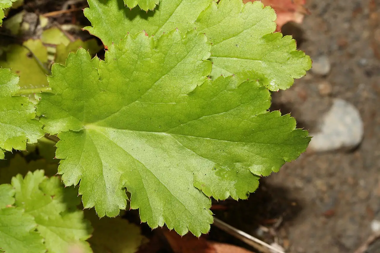 砧根 (Heuchera micrantha) — 更多视角