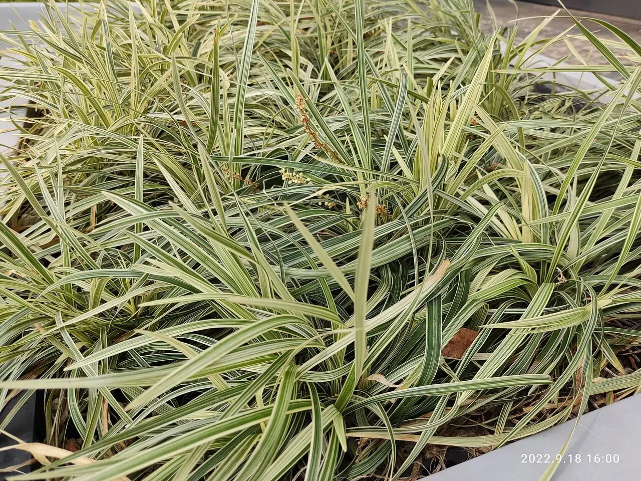 沿阶草 (Ophiopogon bodinieri) — 细节