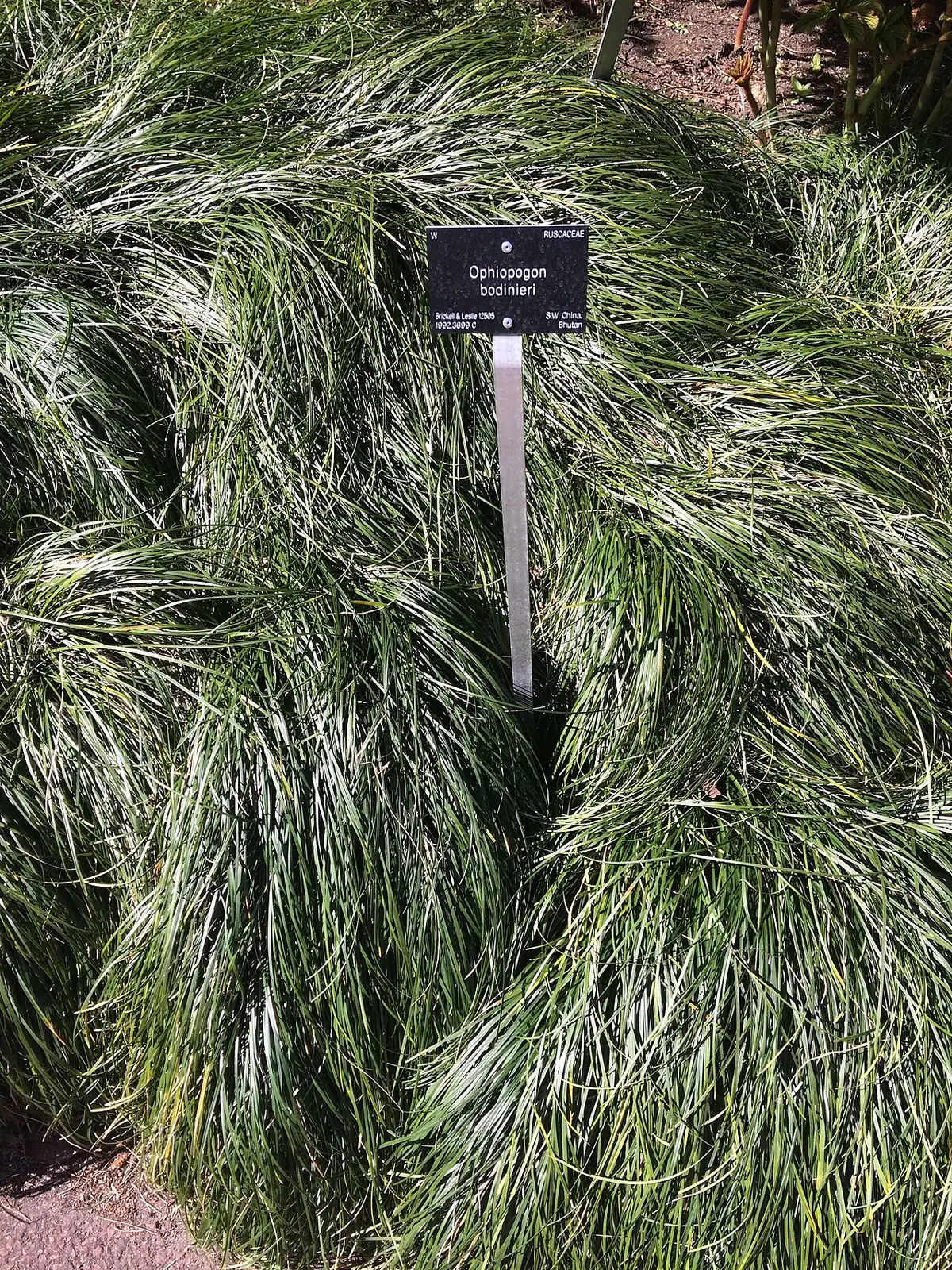 沿阶草 (Ophiopogon bodinieri) — 主图