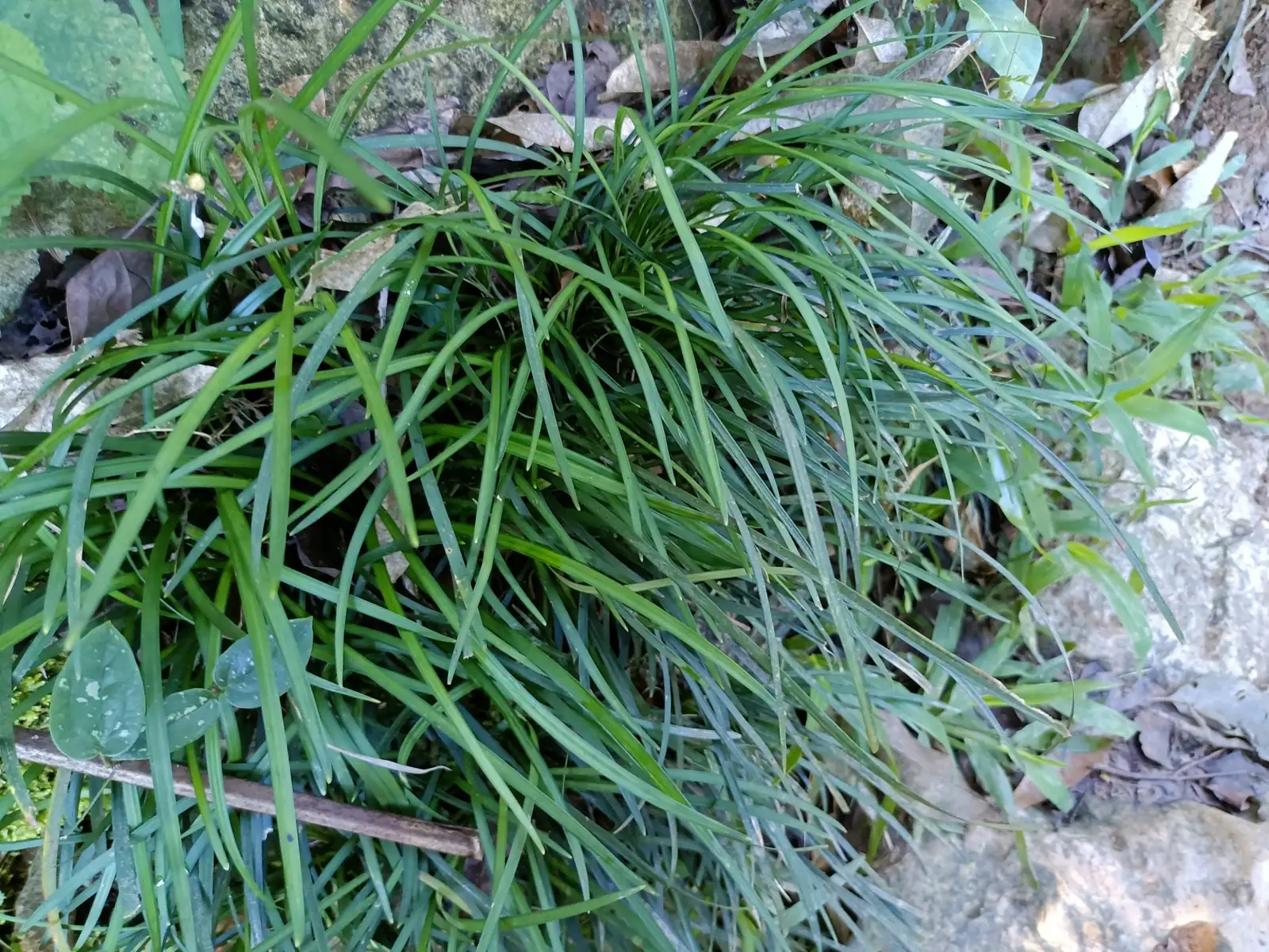 沿阶草 (Ophiopogon bodinieri) — 特写